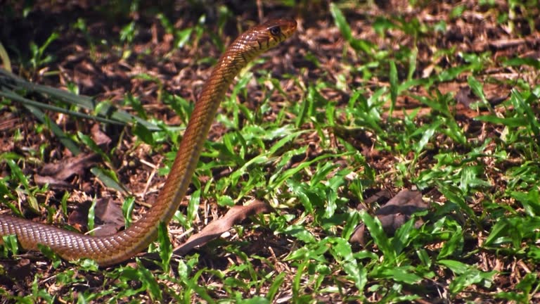 Closeup of a oriental rat snake, showcasing its details and gaze.