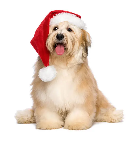 Cute reddish sitting Bichon Havanese puppy dog in a Christmas - Santa hat. Isolated on a white background