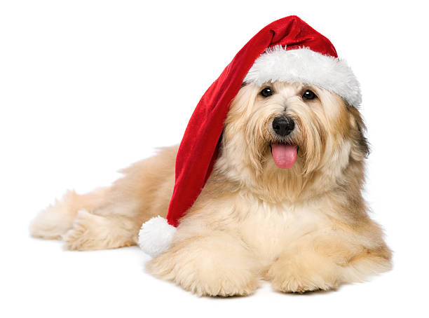 istock Cute reddish Christmas Havanese puppy dog with a Santa hat 187715268
