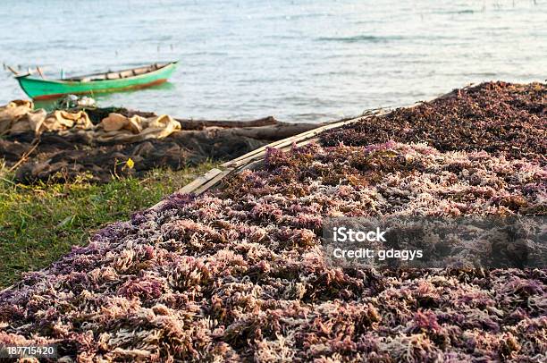 Foto de Harwest De Algas e mais fotos de stock de Agricultura - Agricultura, Alga, Alga Dourada