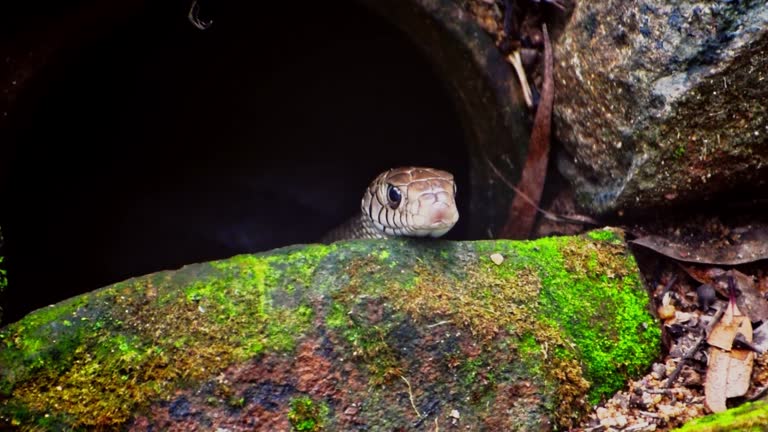 Indian rat snake peeks out from its hiding spot under a large hole.