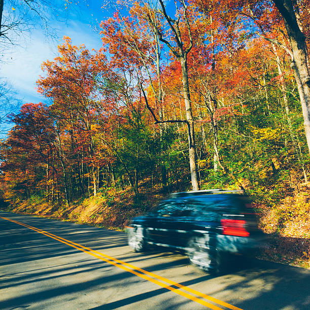 istock Car driving in the forest 187715928