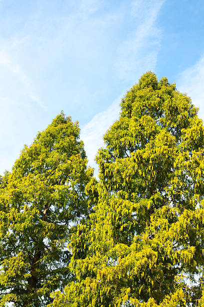 istock Black locust in sunny autumn 187716128