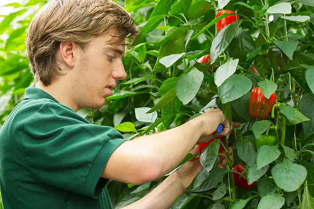 Young man working in a greenhouse, picking vegetables