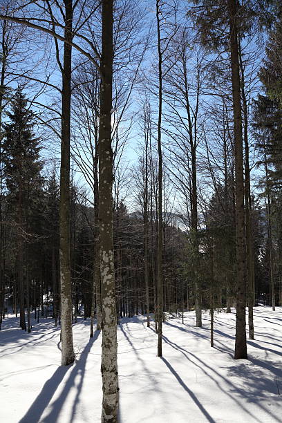 istock forest in winter with snow and sun 187716374