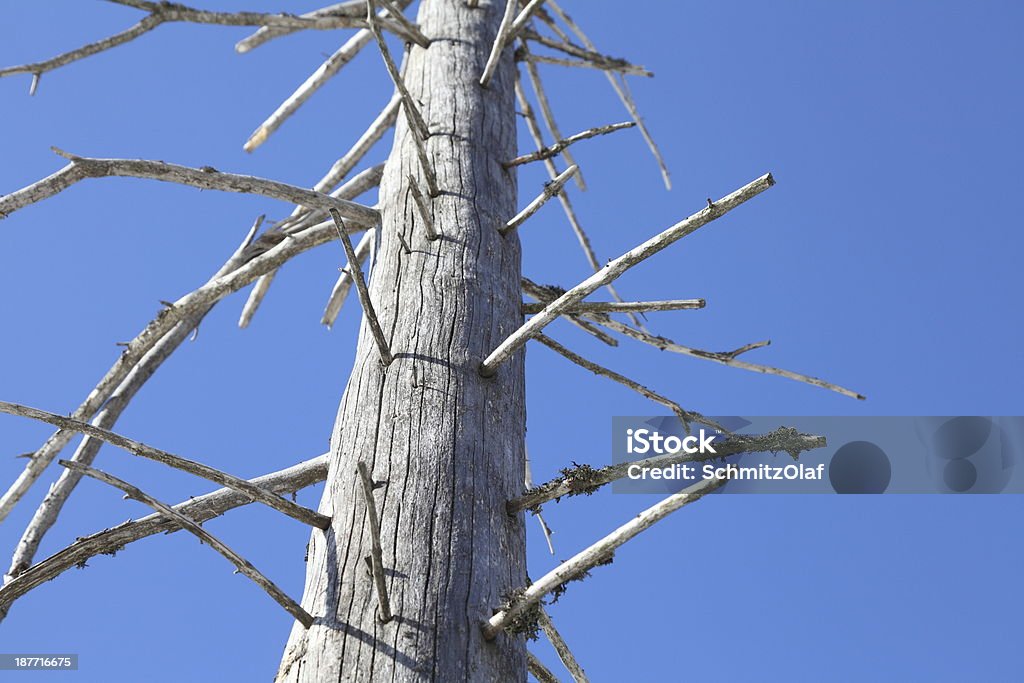 dead alberi nella foresta di Pioggia acida - Foto stock royalty-free di Albero