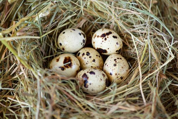 istock Six quail eggs lay in a nest of hay 1877173528