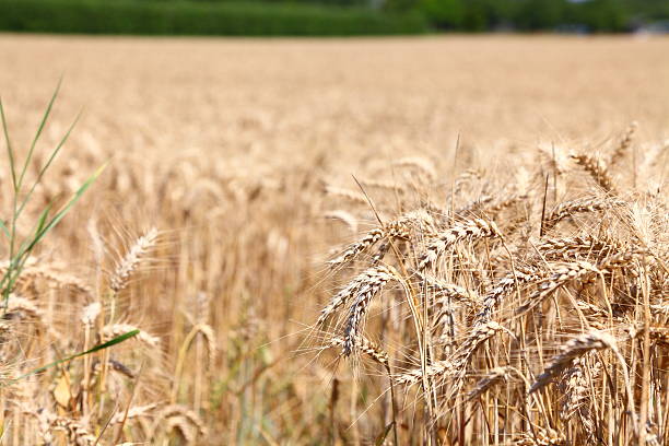 istock ripe wheat corn cereal plant field 187717894