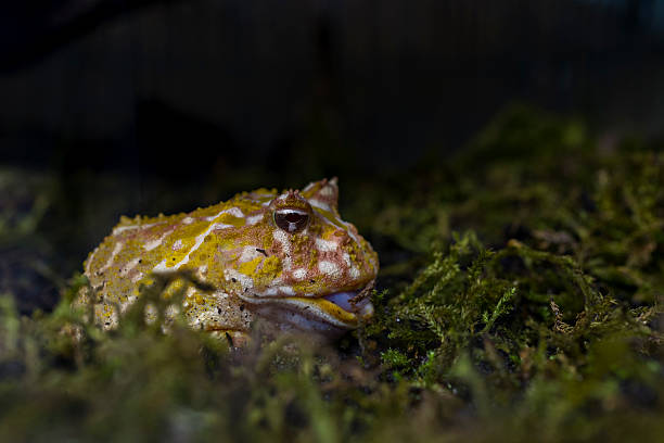 Ceratophrys cranwelli (Cranwell's horned or Pacman frog)