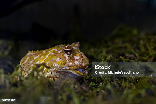 Ceratophrys Cranwelli Stock Photo - Download Image Now