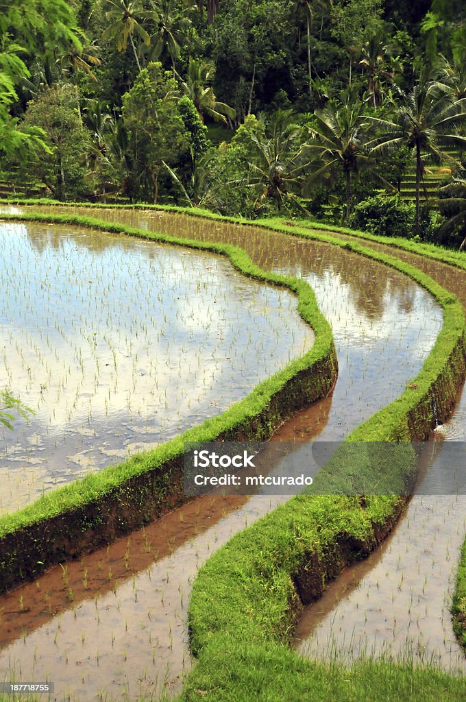 Terraza campos de arroz - Foto de stock de Abstracto libre de derechos