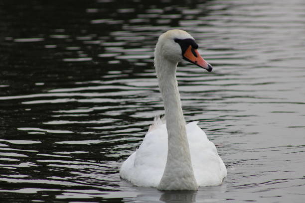 istock A swan looking away on rippled water 1877189368