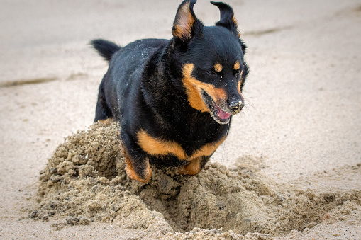 Medium size black and brown dog digging excitedly in the sand at the beach