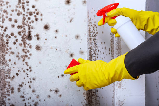 Cleaning the wall with the help of a sprayer from spots of toxic mold and fungus bacteria Cleaning the wall with the help of a sprayer from spots of toxic mold and fungus bacteria. Concept of eliminating the problem of mold indoors on the walls mildew stock pictures, royalty-free photos & images
