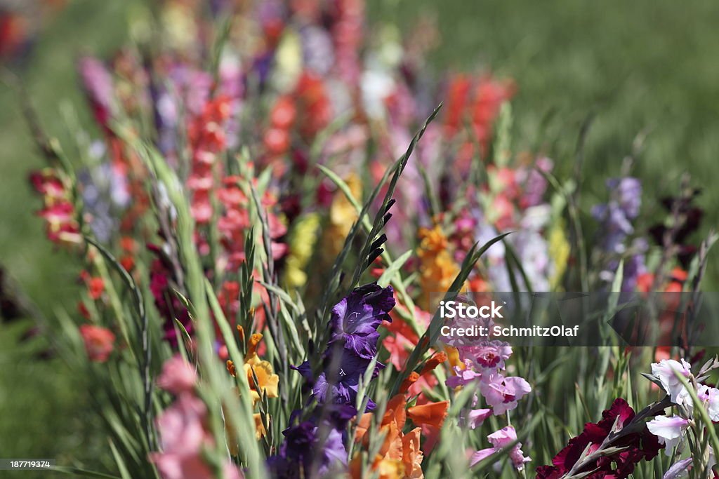bloming Gladiole field - Lizenzfrei Blume Stock-Foto