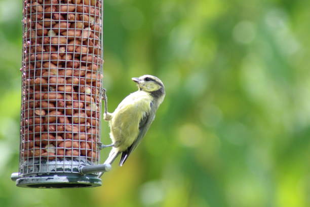 Juvenile Blue Tit clinging onto a feeder full of seeds in late Spring.