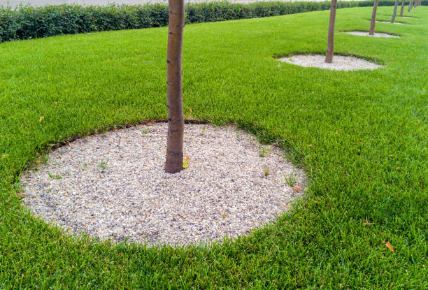 istock Framing trees with gravel circles 1877194045