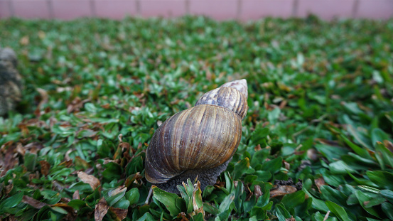 snail is walking in the grass, close-up shot