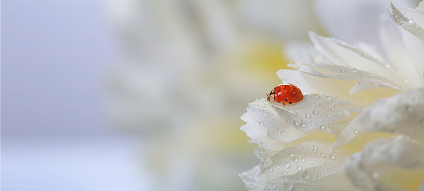 Delicate white peonies flowers and ladybird in petals, selective focus, close-up. Romantic banner with copy space for text