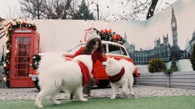 A girl plays with two Samoyed dogs against the backdrop of a London street