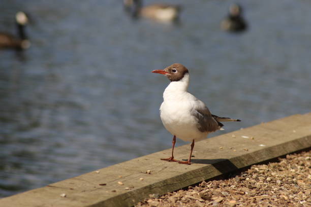 Seabird on a sunny day by water