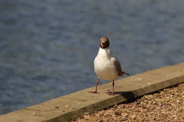 istock A bird looks towards the camera by the water 1877194240