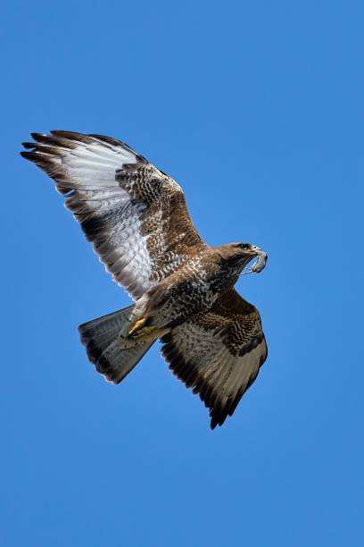 istock Poor little mouse hanging out of a buzzard's beak 1877194709