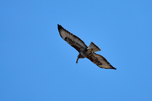 common buzzard, Buteo buteo