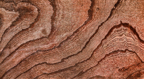 Abstract wood texture as background, macro view