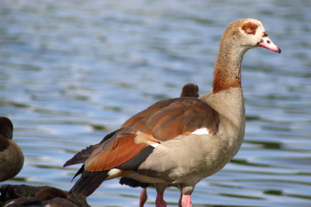 istock Egyptian goose with closes eye 1877195274