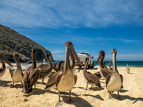 A pelican close up in fisherman beach Punta Lobos near todos santos, pacific ocean baja california sur mexico