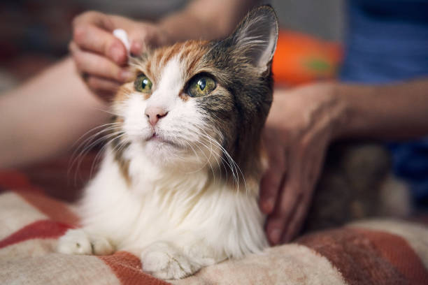 istock Cat at home undergoing medical treatment, hands massaging pet's ears 1877195432