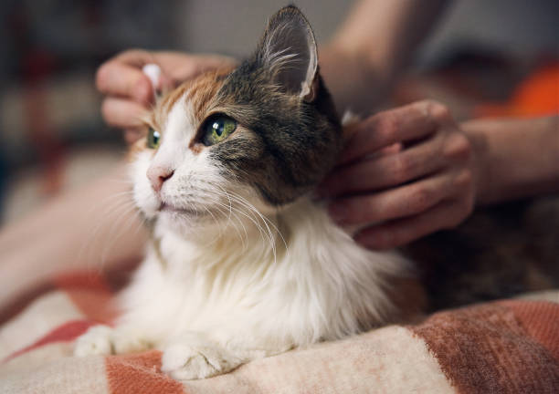 istock Cat at home undergoing medical treatment, hands massaging pet's ears 1877195497