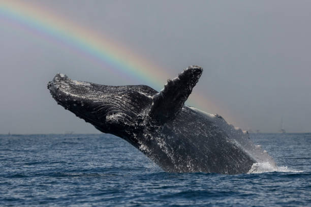 istock humpback whale breaching in pacific ocean cabo san lucas mexico on rainbow sky background 1877195572