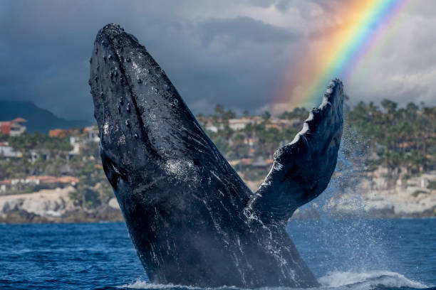 istock humpback whale breaching in pacific ocean cabo san lucas mexico on rainbow sky background 1877195608