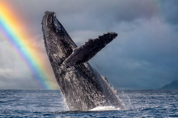 istock humpback whale breaching in pacific ocean cabo san lucas mexico on rainbow sky background 1877195627