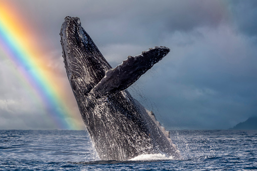 An humpback whale breaching in pacific ocean cabo san lucas mexico on a rainbow sky background