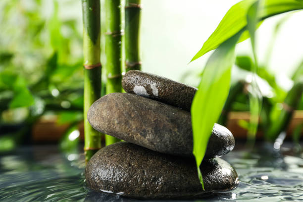 istock Concept of tropical and summer plant - bamboo 1877199947