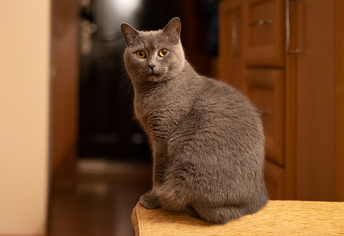 A blue British shorthair cat is sitting on the sofa and looking at the camera. Cat indoors.