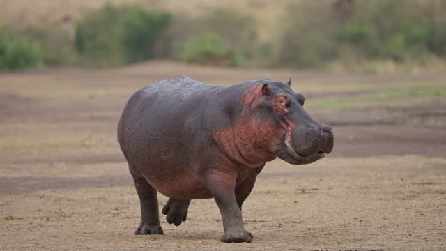 Hippopotamus - Hippopotamus amphibius or hippo walking on land in Masai Mara