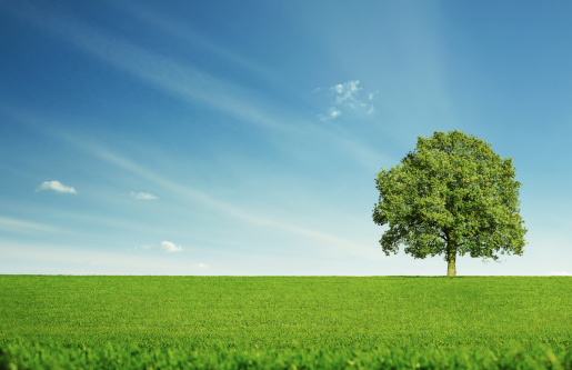 Lonely tree at the empty green field with copy space