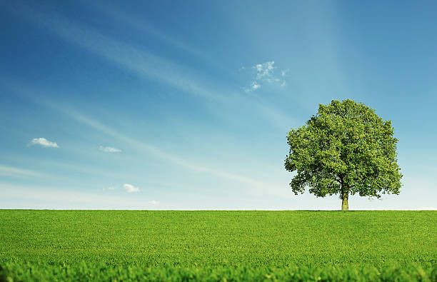 lonely árvore - sky grass field blue - fotografias e filmes do acervo