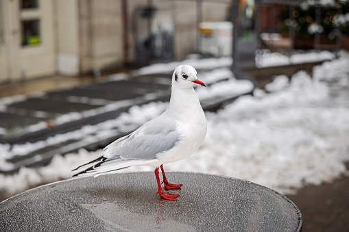 Black-headed seagull, Chroicocephalus ridibundus in winter coat on a cafe table in Hamburg, which is a north German city with a large harbor