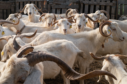 Goats standing in their enclosure in the goat farm