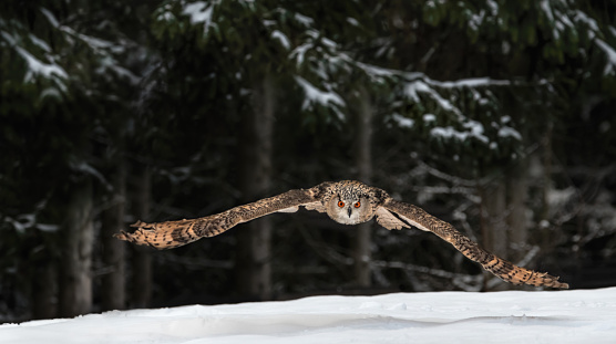 A close-up of a flying Eurasian eagle-owl (Bubo Bubo) in winter with dark coniferous trees in the background, looking straight into the camera