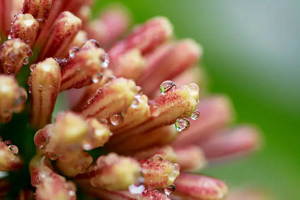 Cornstalk Plant's flower with dew