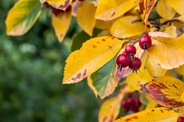 Photo of Whitebeam in Fall