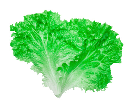 Leaf lettuce isolated on white background