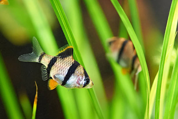 istock Aquarium fish - barbus tetrazona 187727660