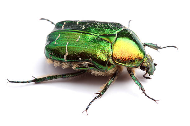 Rose chafer (Cetonia aurata) isolated on white Rose chafer (Cetonia aurata) isolated on white background scarab beetle stock pictures, royalty-free photos & images